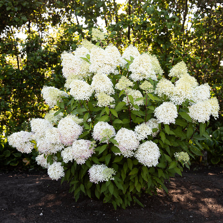Rispenhortensie 'Living Royal Flower'® im Garten