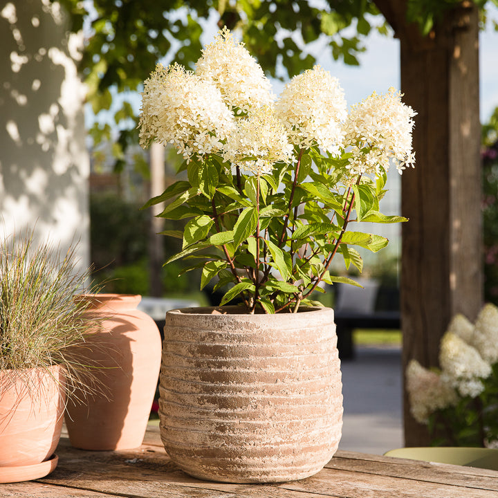 Rispenhortensie 'Living Royal Flower'® im Topf