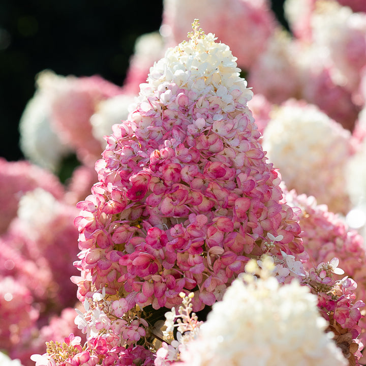 Blüte der Rispenhortensie 'Living Strawberry Blossom'®