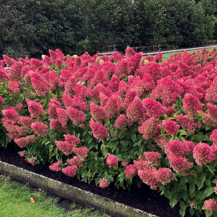 Rispenhortensie 'Living Strawberry Blossom'® im Garten