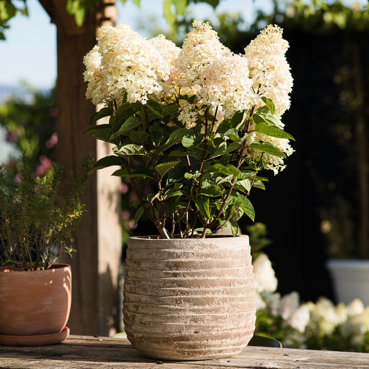 Rispenhortensie 'Living Strawberry Blossom'® im Topf