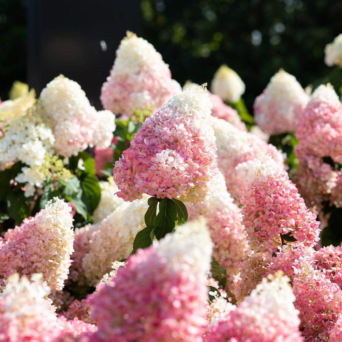 Zweifarbige Blüten der Rispenhortensie 'Living Strawberry Blossom'®
