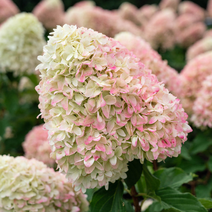 Blüte der Rispenhortensie 'Living Summer Love'®