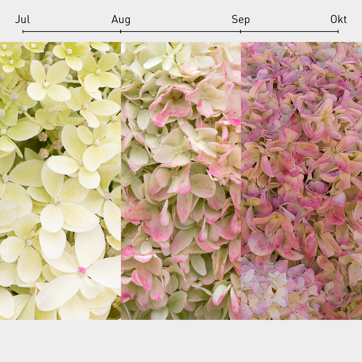 Blüten-Farbverlauf der Rispenhortensie 'Living Summer Love'®