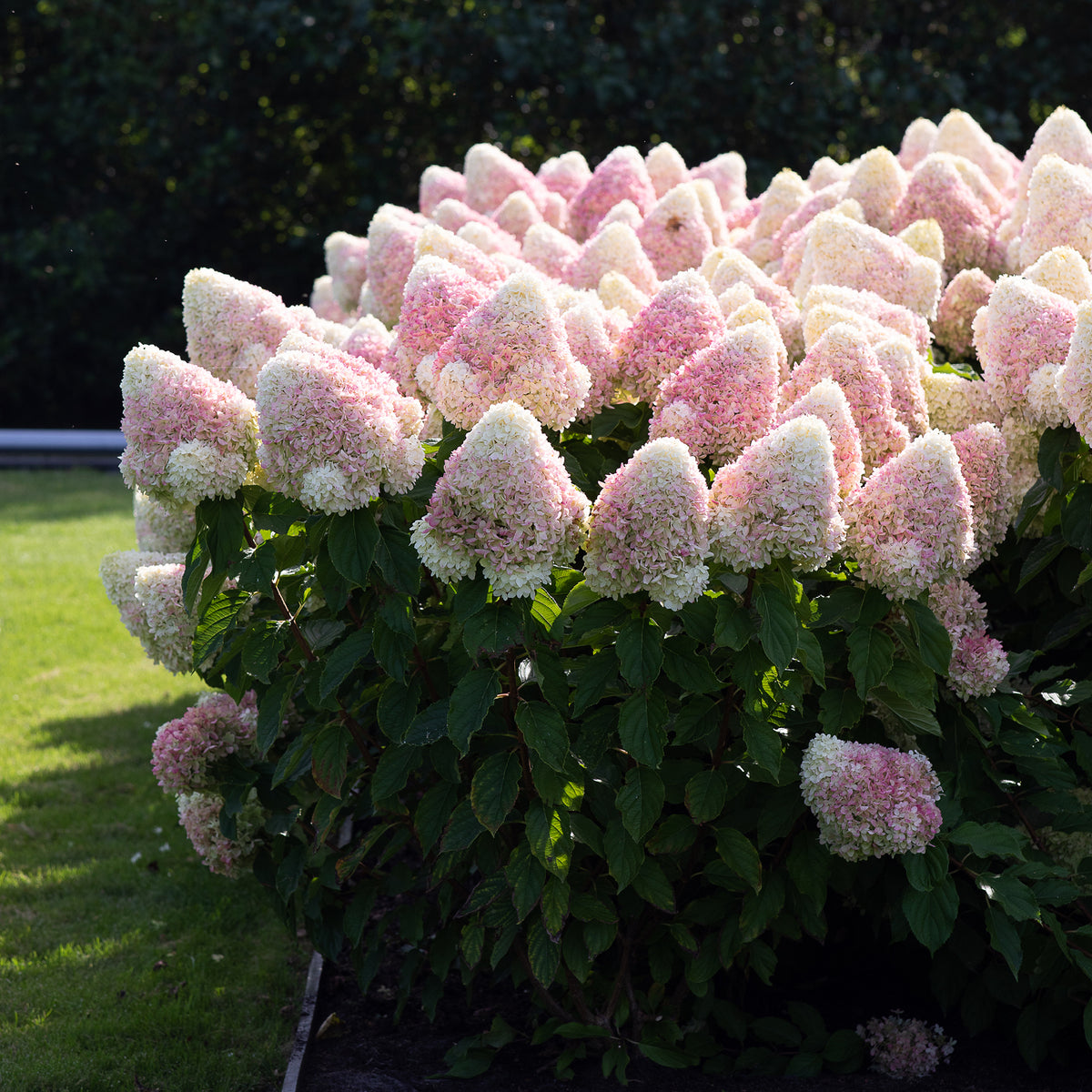 Rispenhortensie 'Living Summer Love'® im Garten