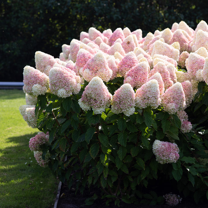 Rispenhortensie 'Living Summer Love'® im Garten