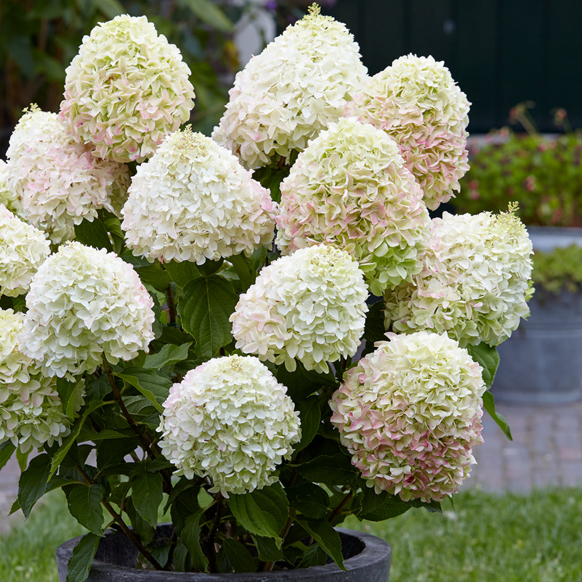 Rispenhortensie 'Living Summer Love'® im Topf