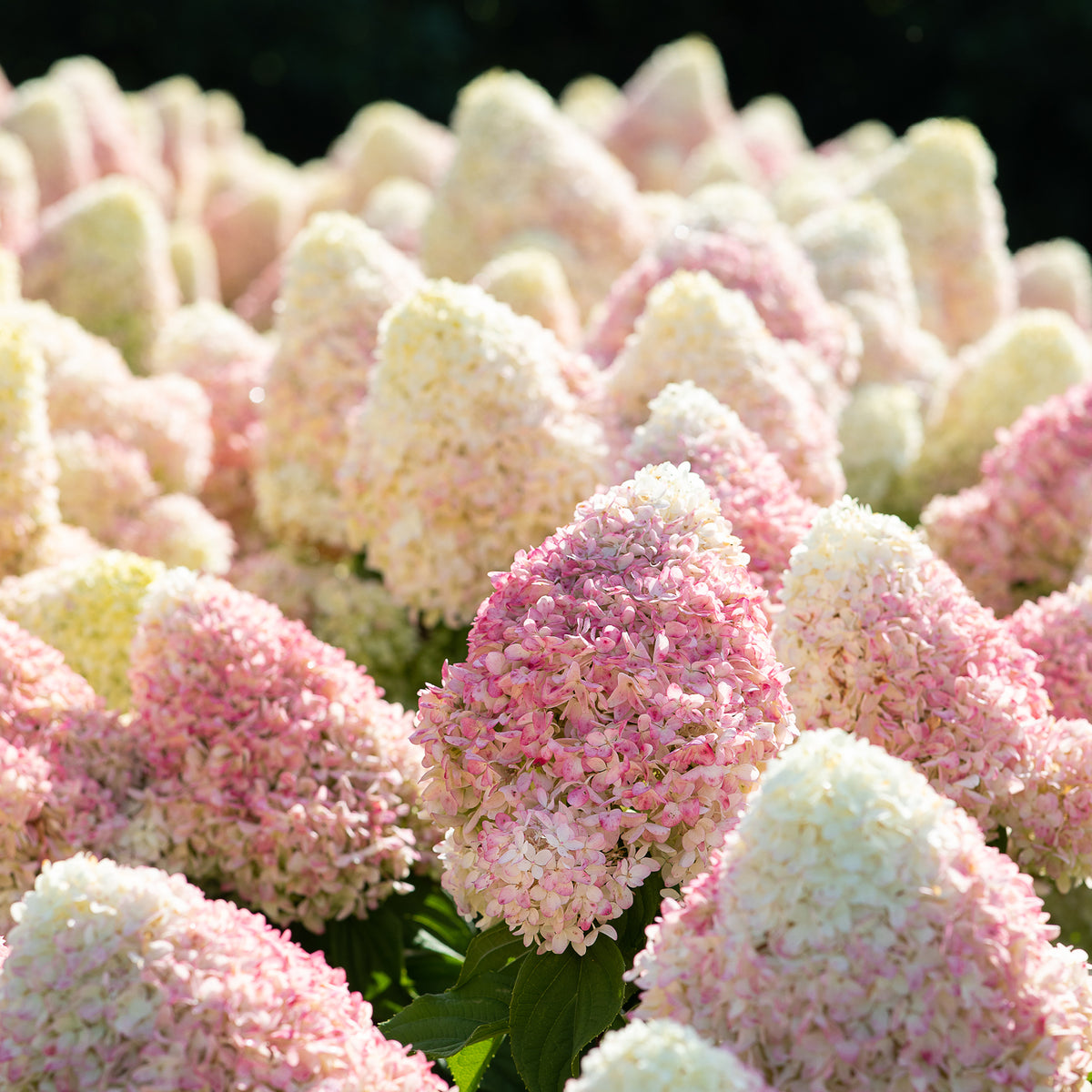 Zweifarbige Blüten der Rispenhortensie 'Living Summer Love'®