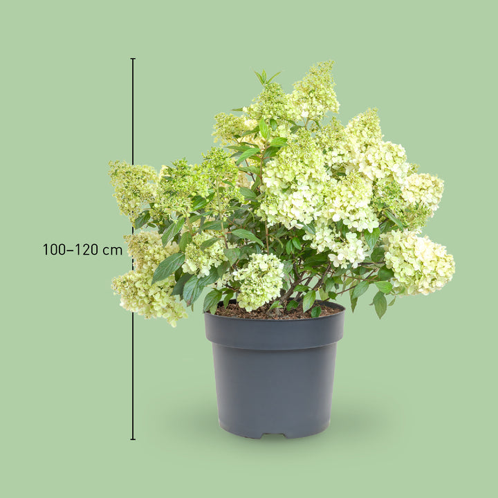 Größe der Rispenhortensie 'Magical Matterhorn'®