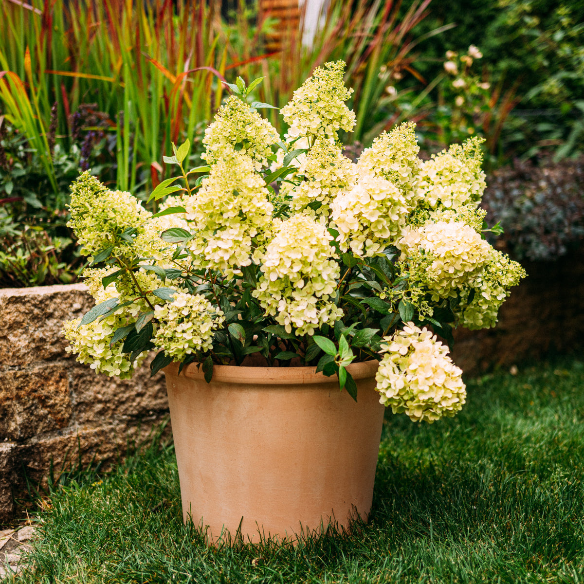 Rispenhortensie 'Magical Matterhorn'® im Kübel