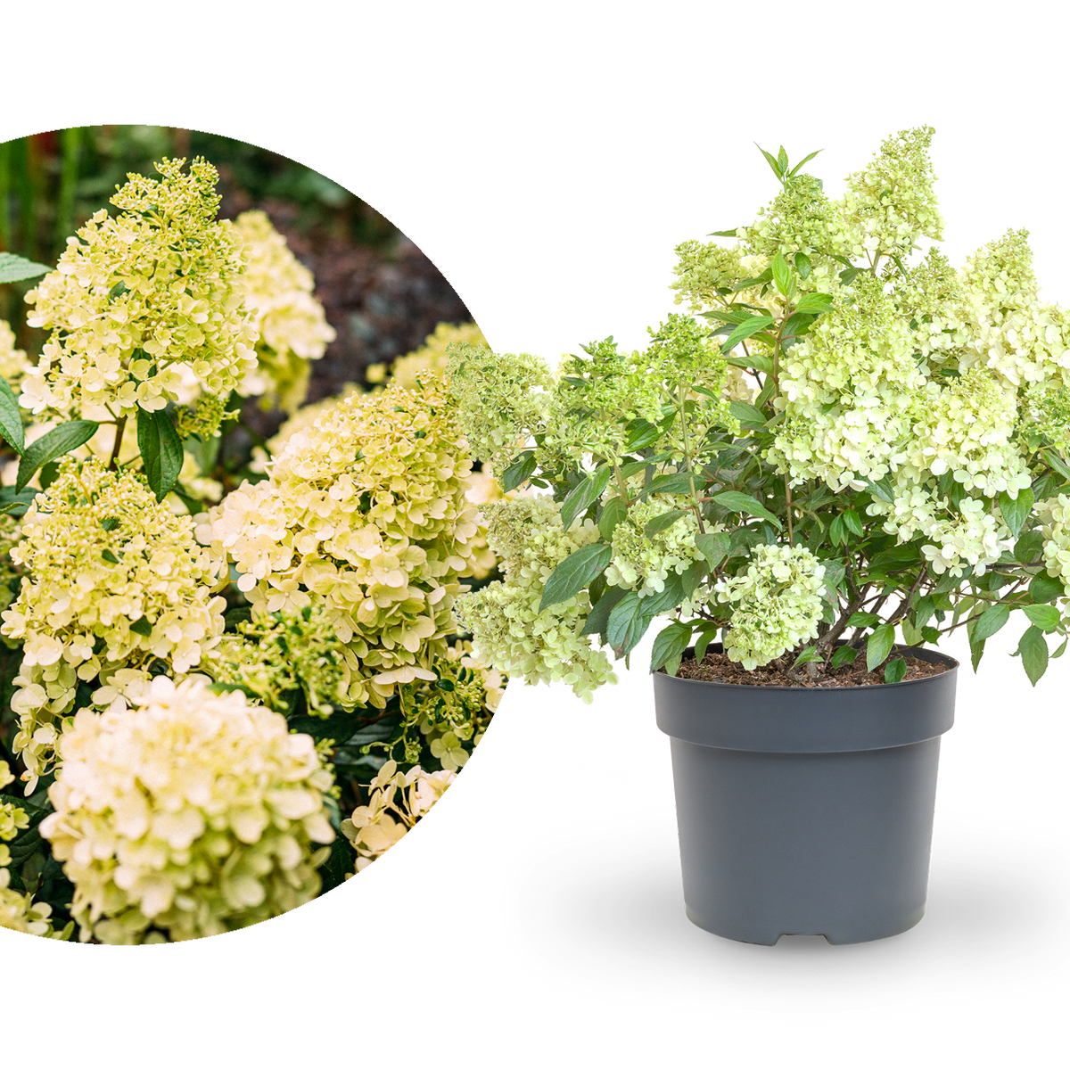 Rispenhortensie 'Magical Matterhorn'®
