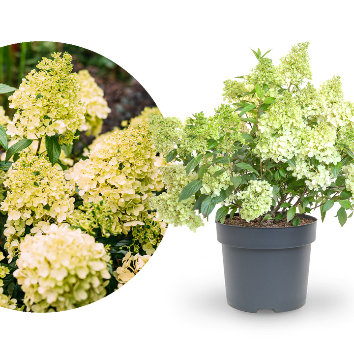 Rispenhortensie 'Magical Matterhorn'®