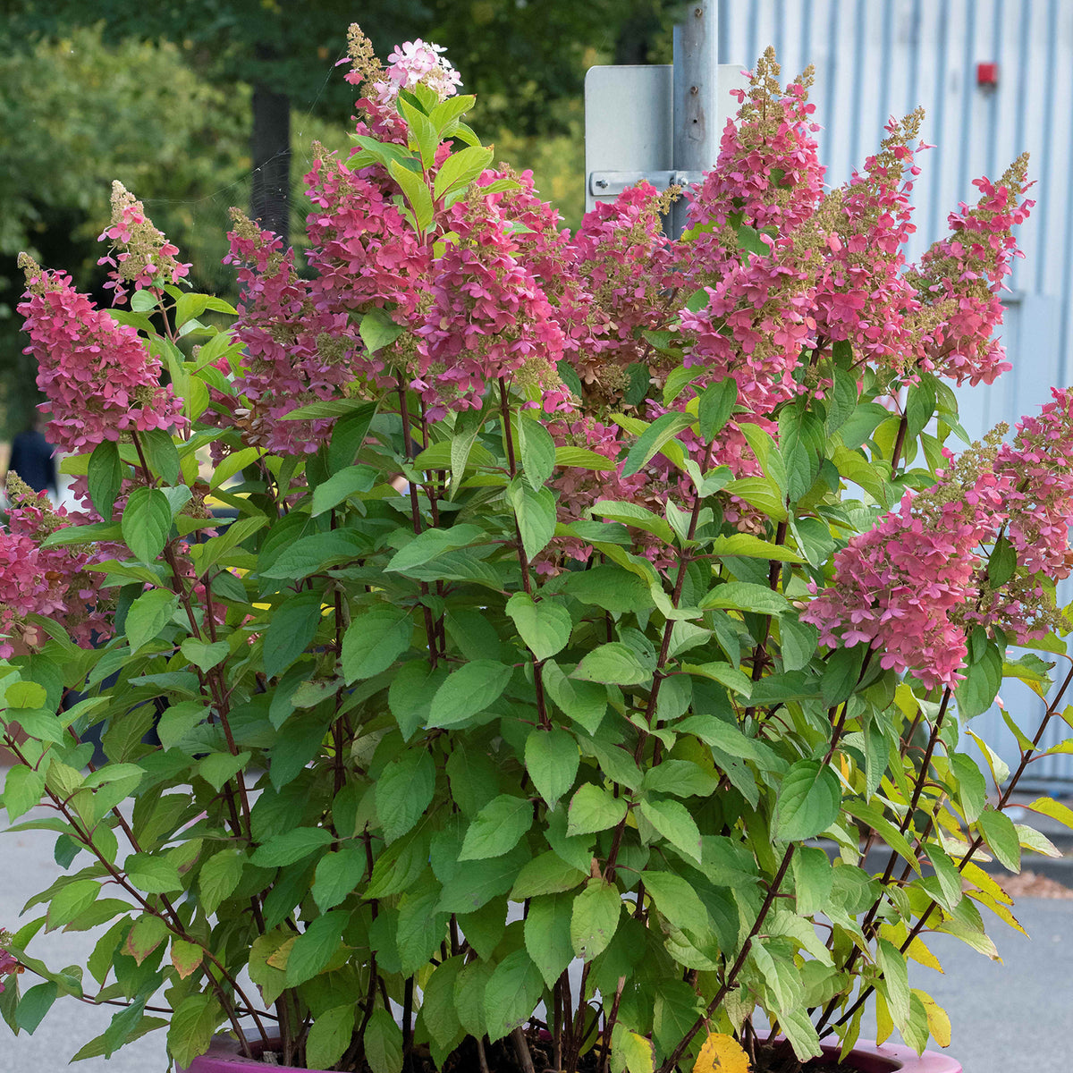 Rispenhortensie 'Pinky Winky'® im Topf