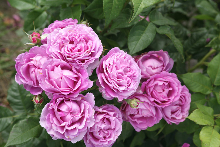 Rosa Carmen Würth