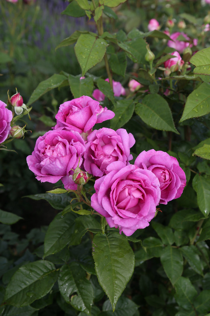 Rosa Carmen Würth