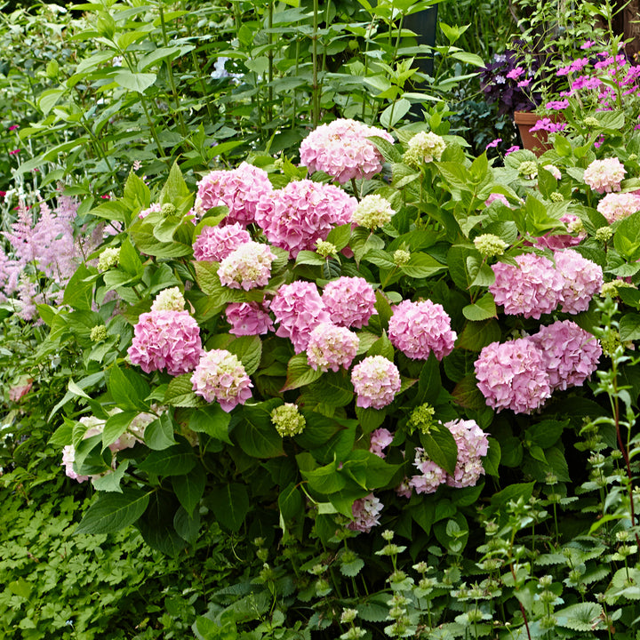 Hortensie Endless Summer® 'The Original' Rosa im Beet
