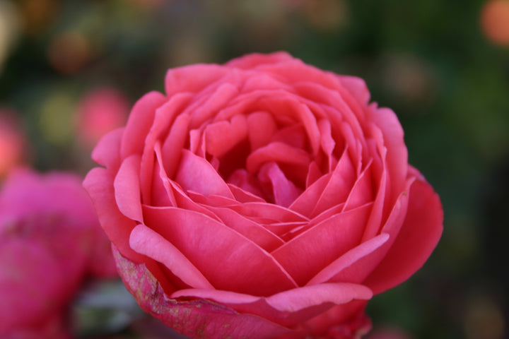 Rosa Gartenprinzessin Marie-José