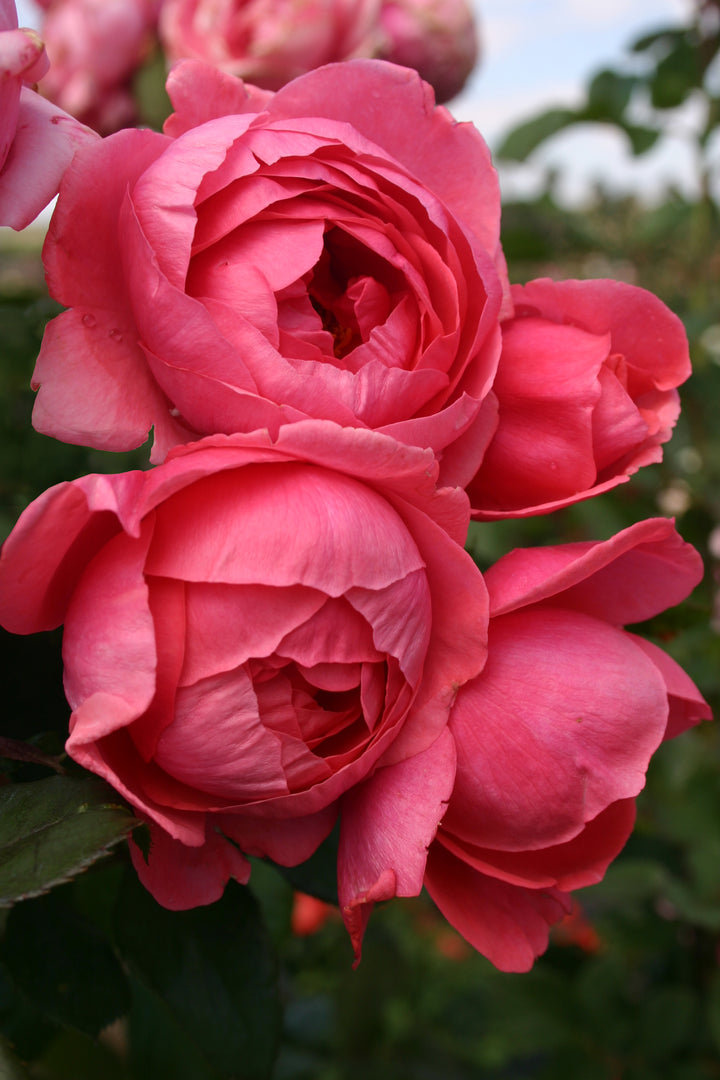 Rosa Gartenprinzessin Marie-José