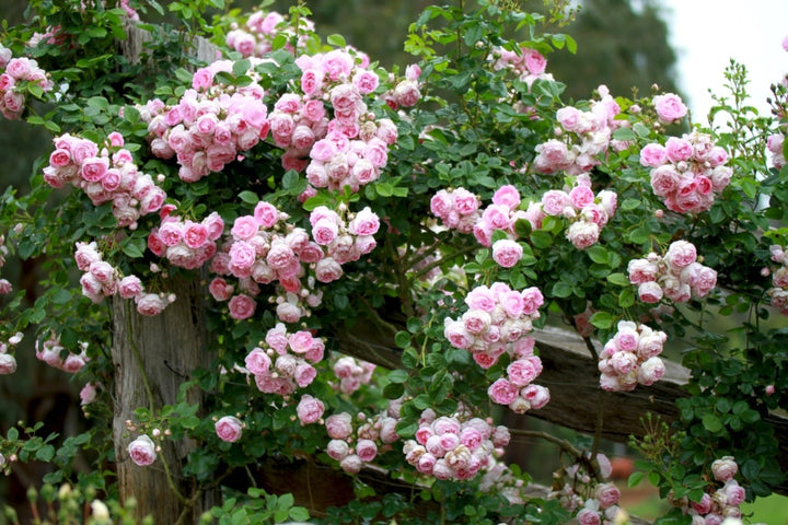 Rosa Jasmina®