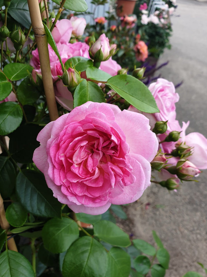 Rosa Jasmina®