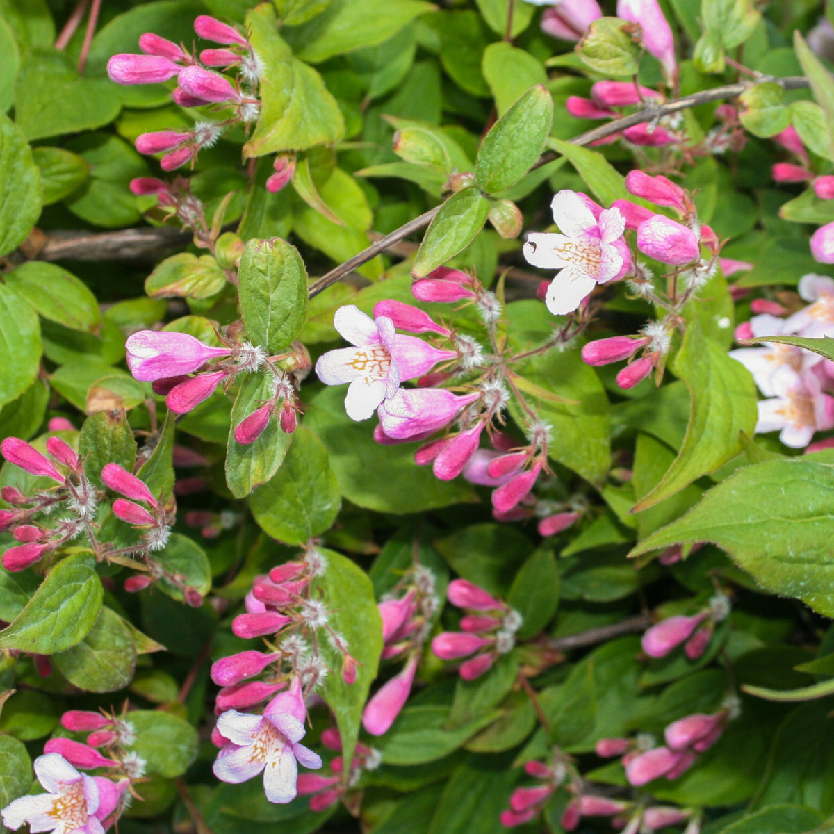 Größe der rosa Kolkwitzie
