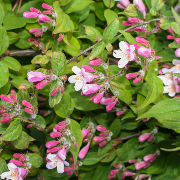 Größe der rosa Kolkwitzie