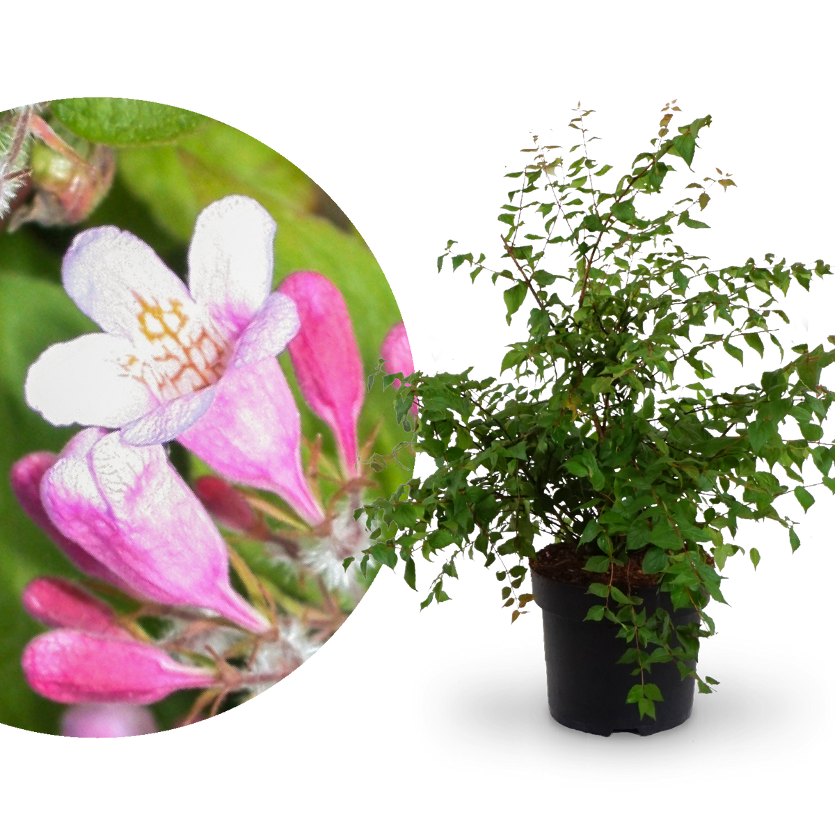 Kolkwitzie Rosa