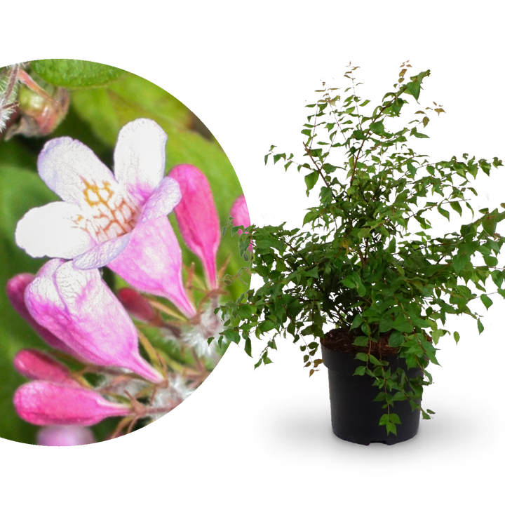 Kolkwitzie Rosa