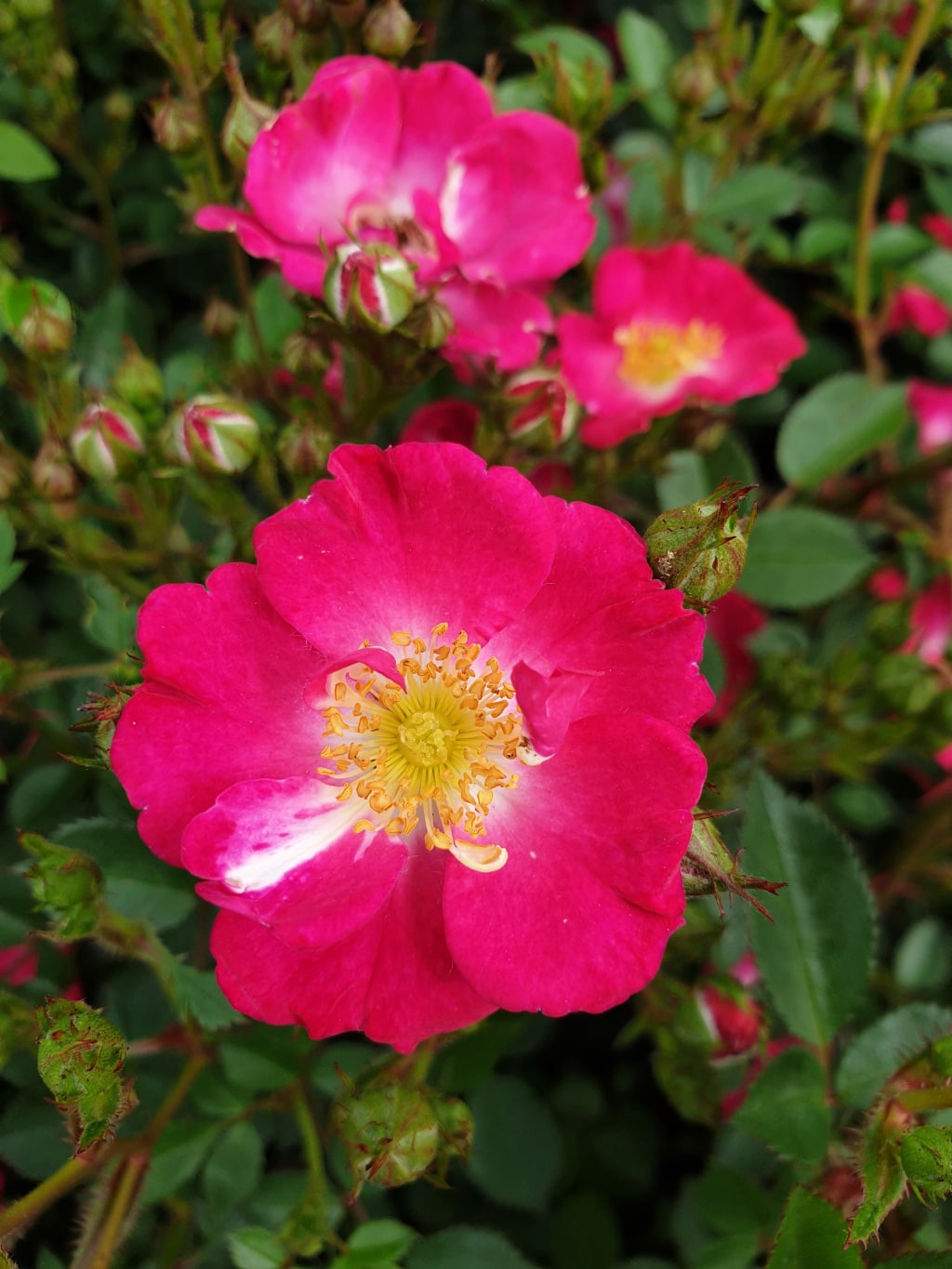 Rosa Lupo®