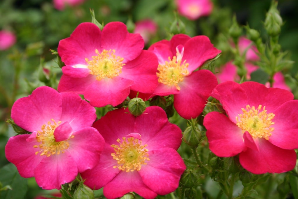 Rosa Lupo®