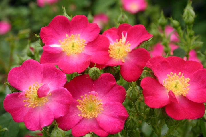 Rosa Lupo®