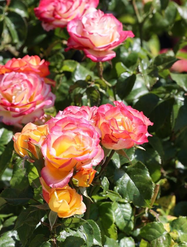 Rosa-orange blühende Rose