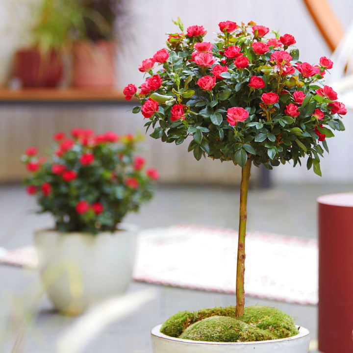 Rose Zepeti® Hochstamm im Topf