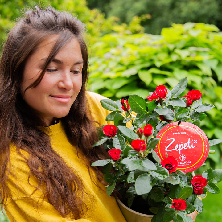 Rose Zepeti® im Topf