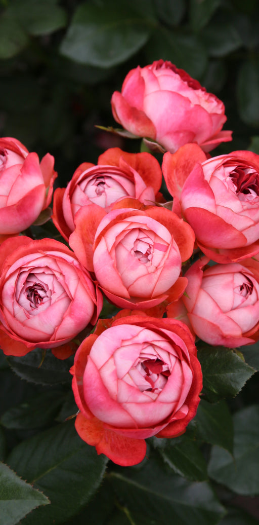 Pink blühende Rose