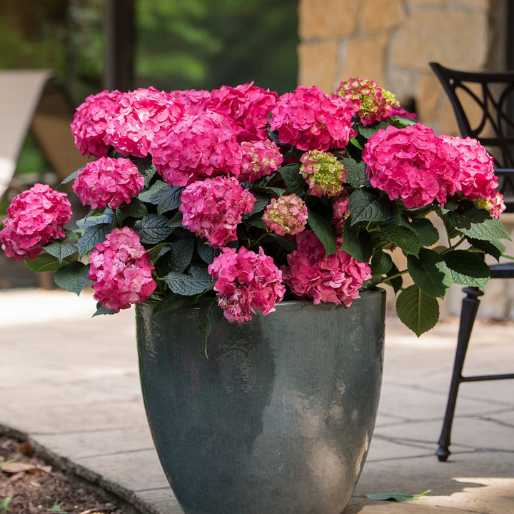 Rote Hortensie Endless Summer® 'Summer Love' im Topf