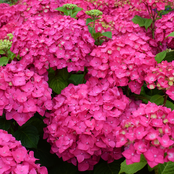 Rote Endless Summer® Hortensie 'Summer Love'