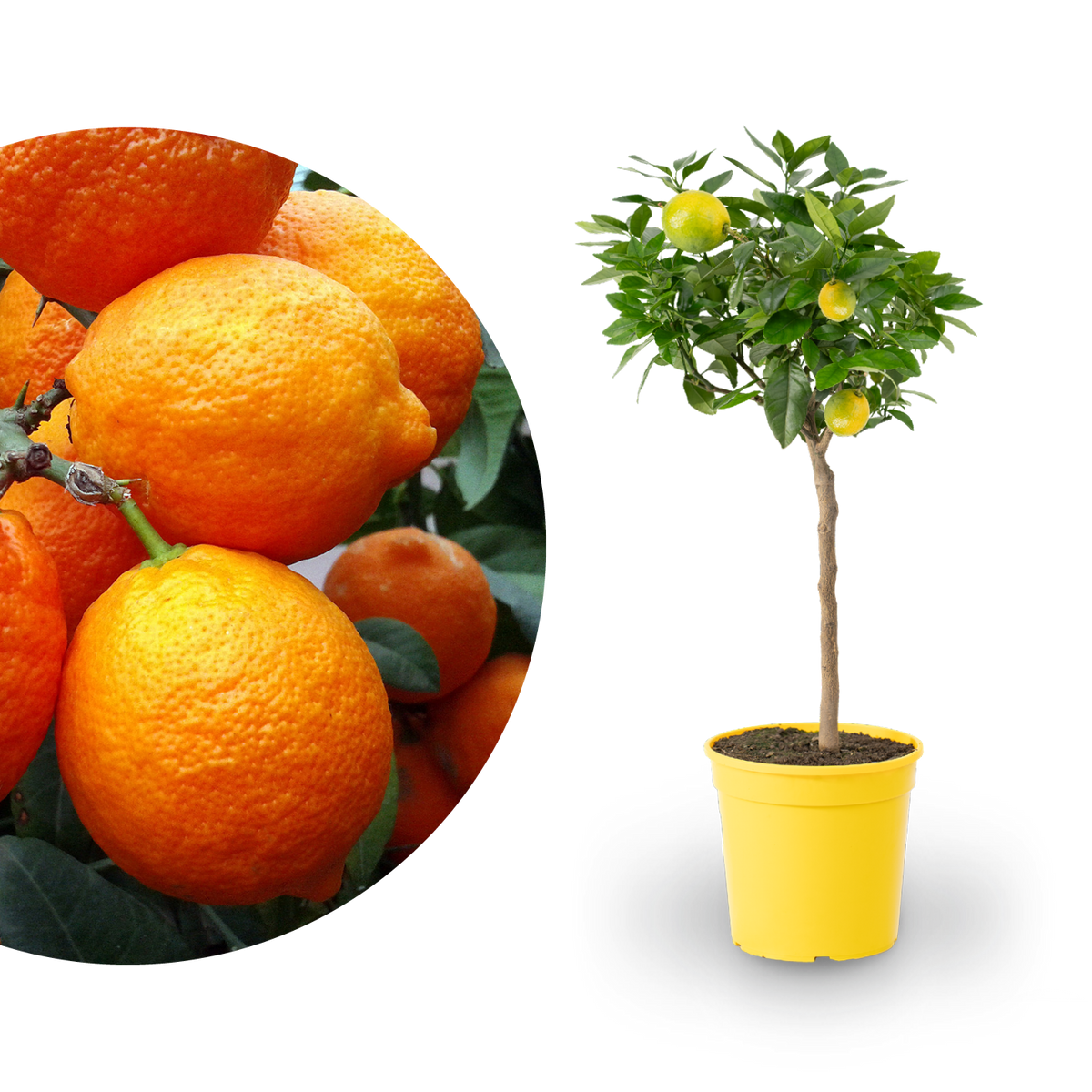 Rote Zitrone LEMON TIME® 'Rosso'
