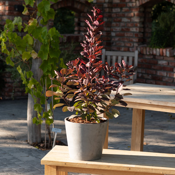 Roter Perückenstrauch 'Royal Purple'® im Topf