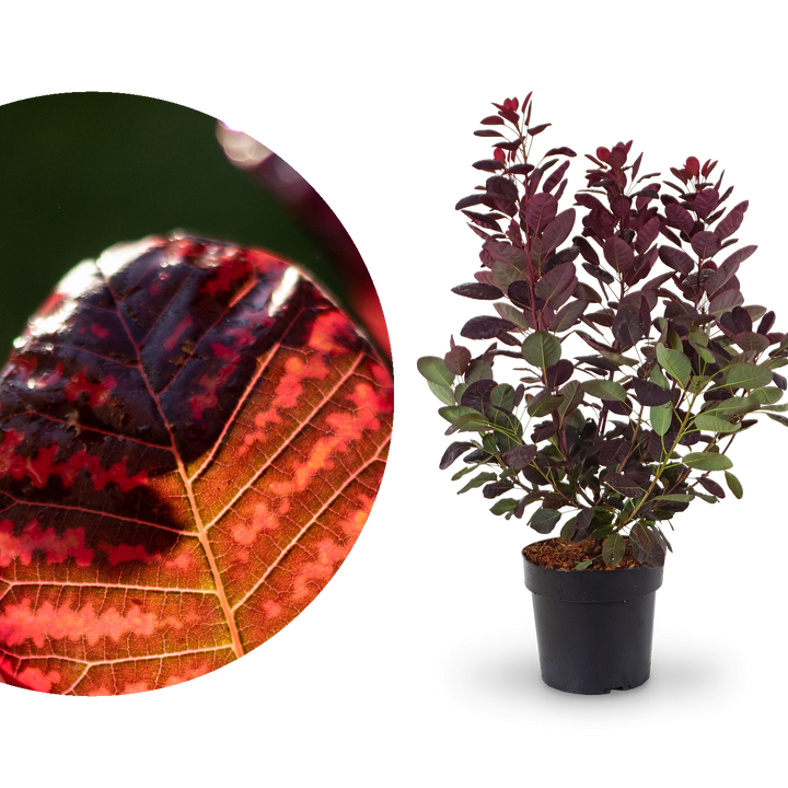 Roter Perückenstrauch 'Royal Purple'®