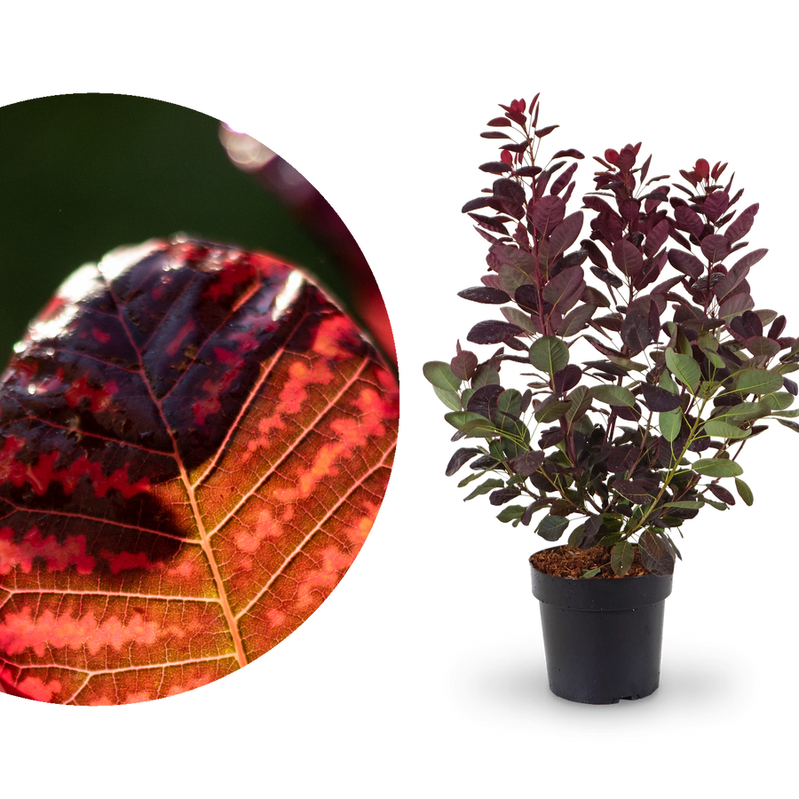 Roter Perückenstrauch 'Royal Purple'®