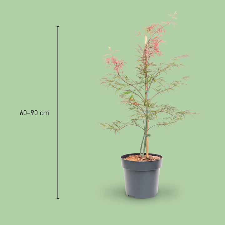 Größe des Roten Schlitzahorns 'Dissectum Garnet'