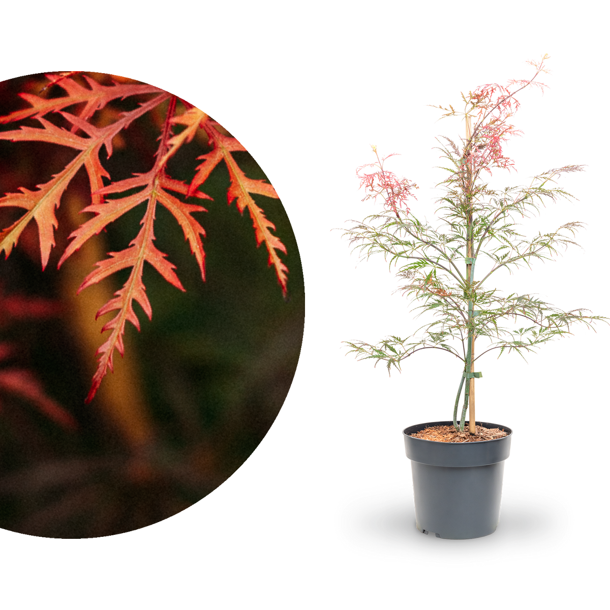 Roter Schlitzahorn 'Dissectum Garnet'