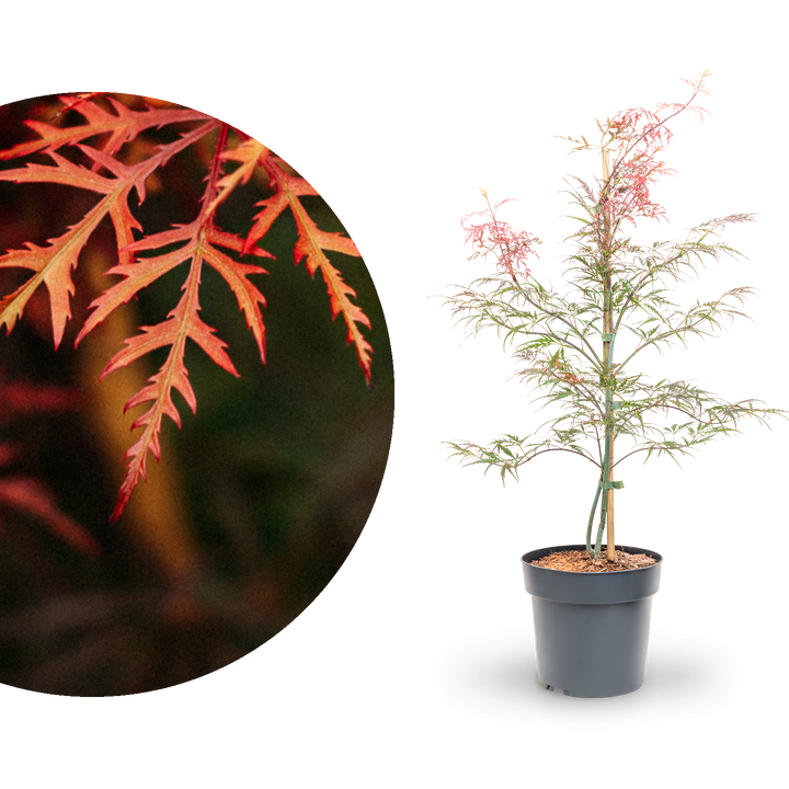Roter Schlitzahorn 'Dissectum Garnet'