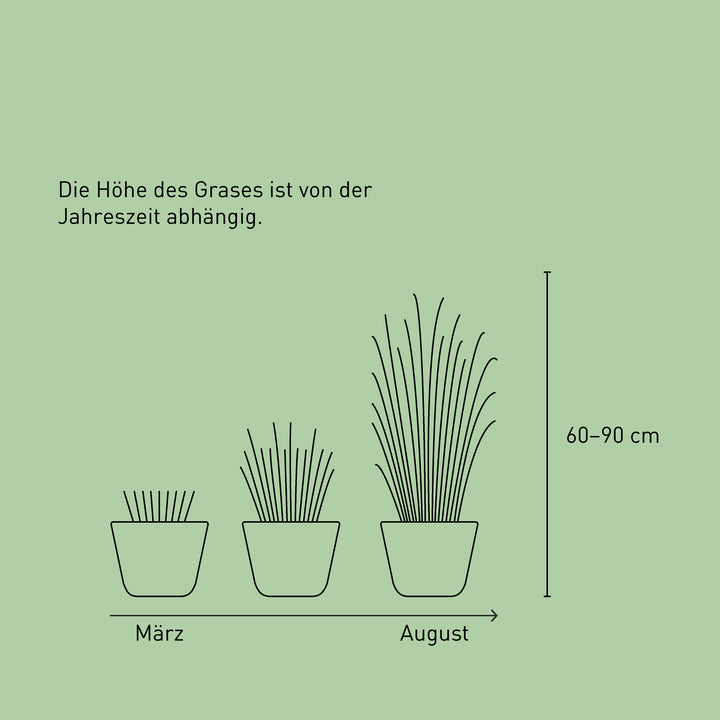 Größe der Rutenhirse 'Northwind'