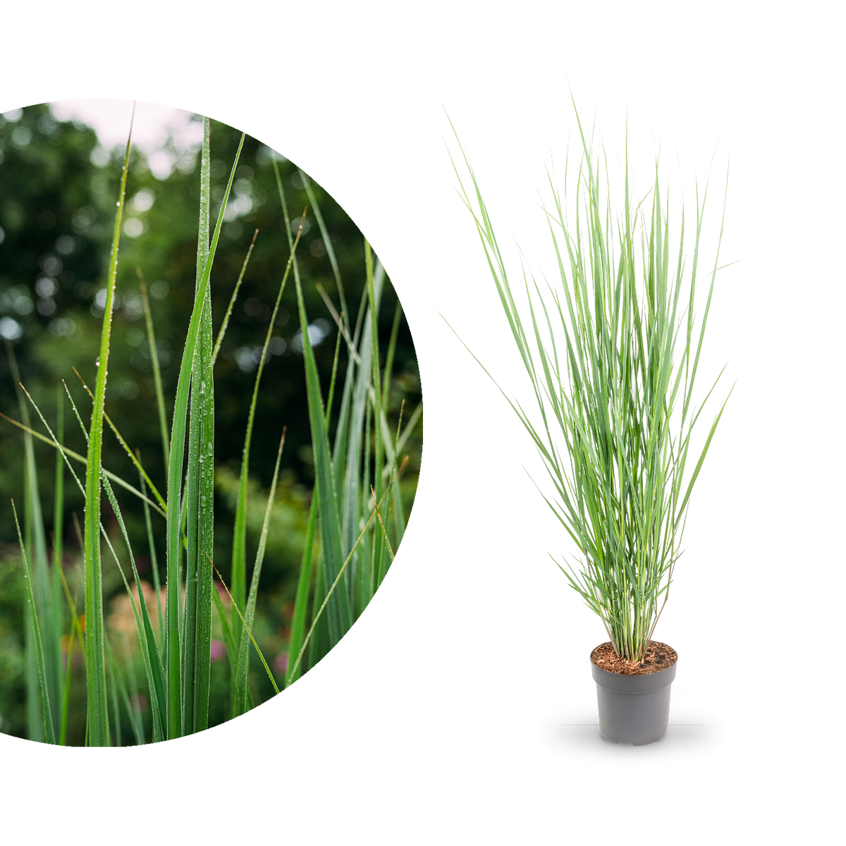 Rutenhirse 'Northwind'