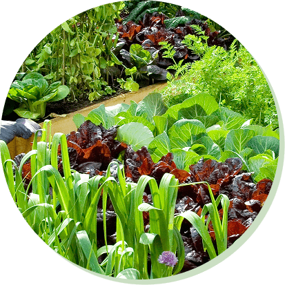 saatgut-gute-beetnachbarn