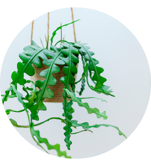 Epiphyllum anguliger