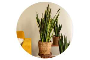 Sansevieria trifasciata Bogenhanf 'Laurentii' XXL-Größe