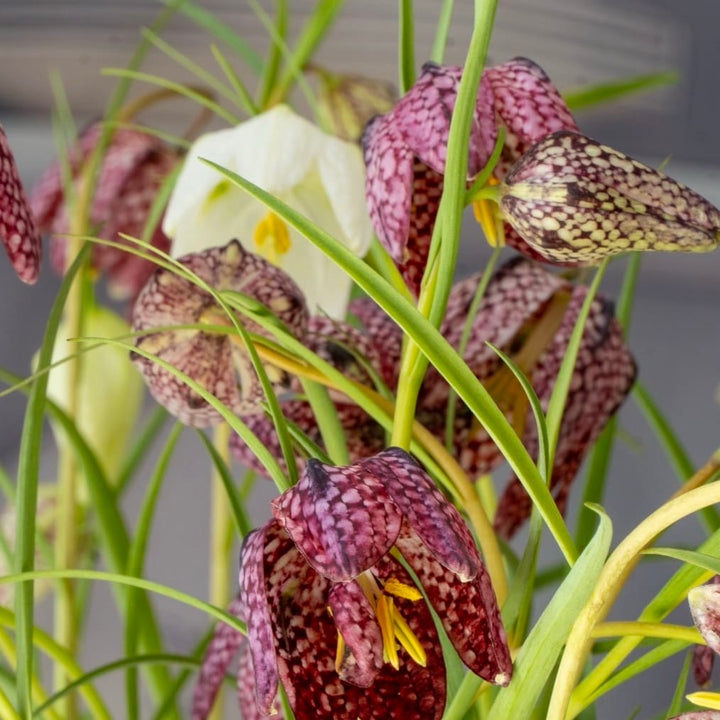 Schachbrettblumen Mix